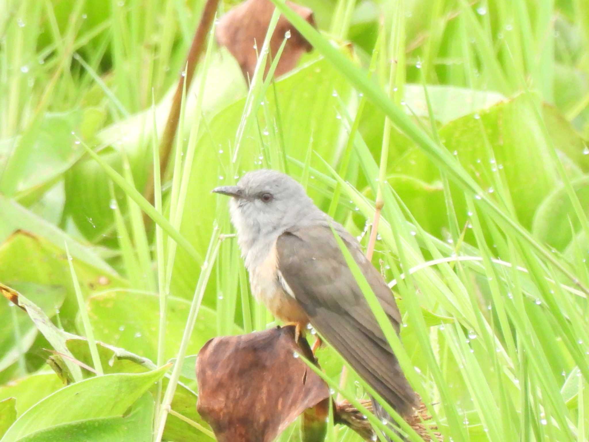 Plaintive Cuckoo