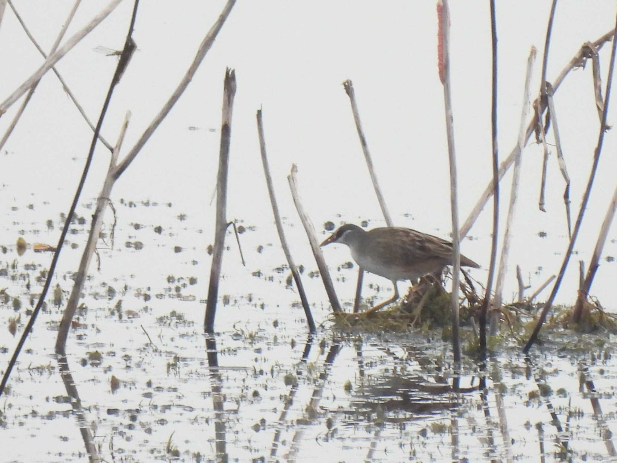 White-browed Crake