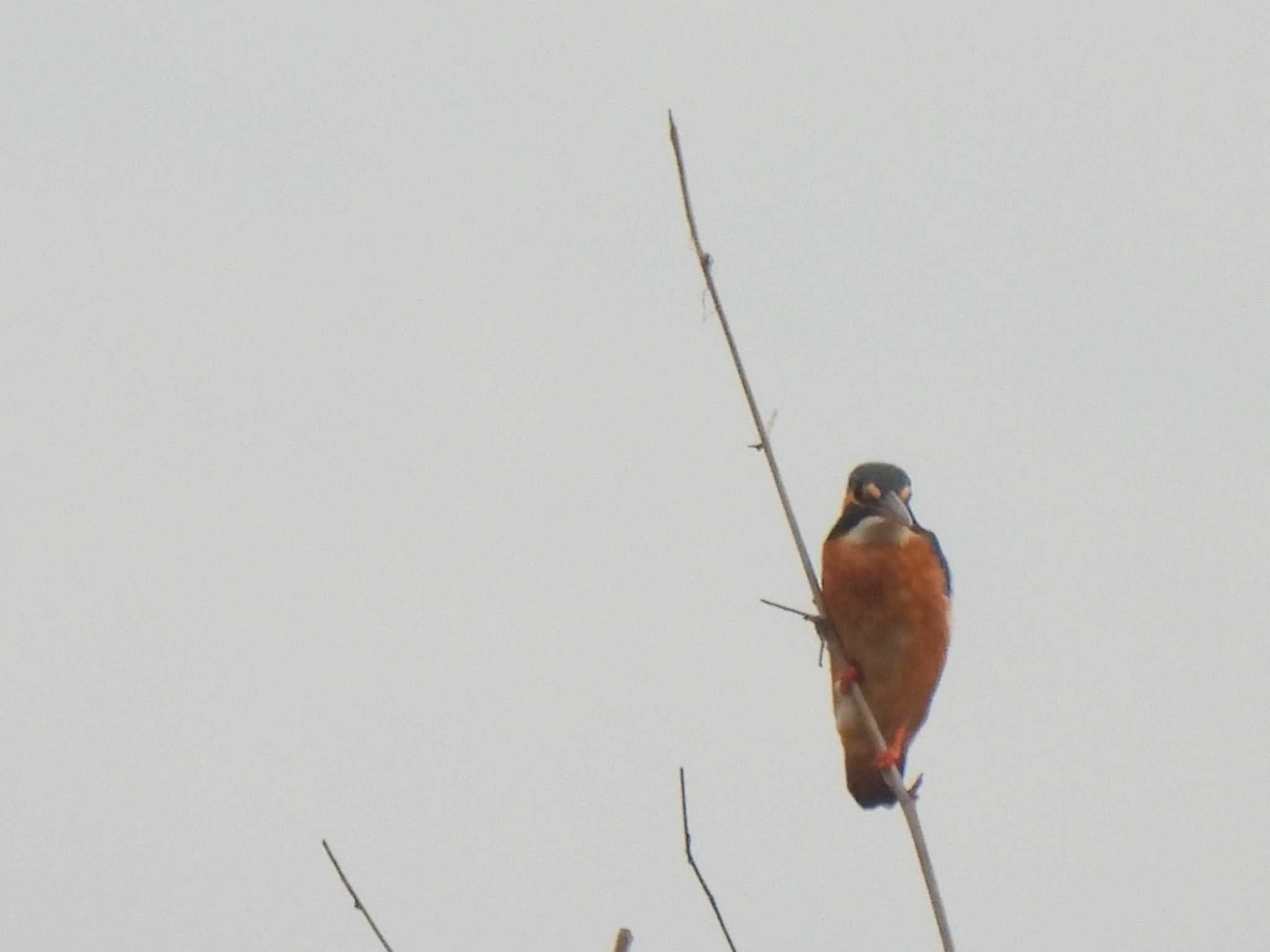 Common Kingfisher