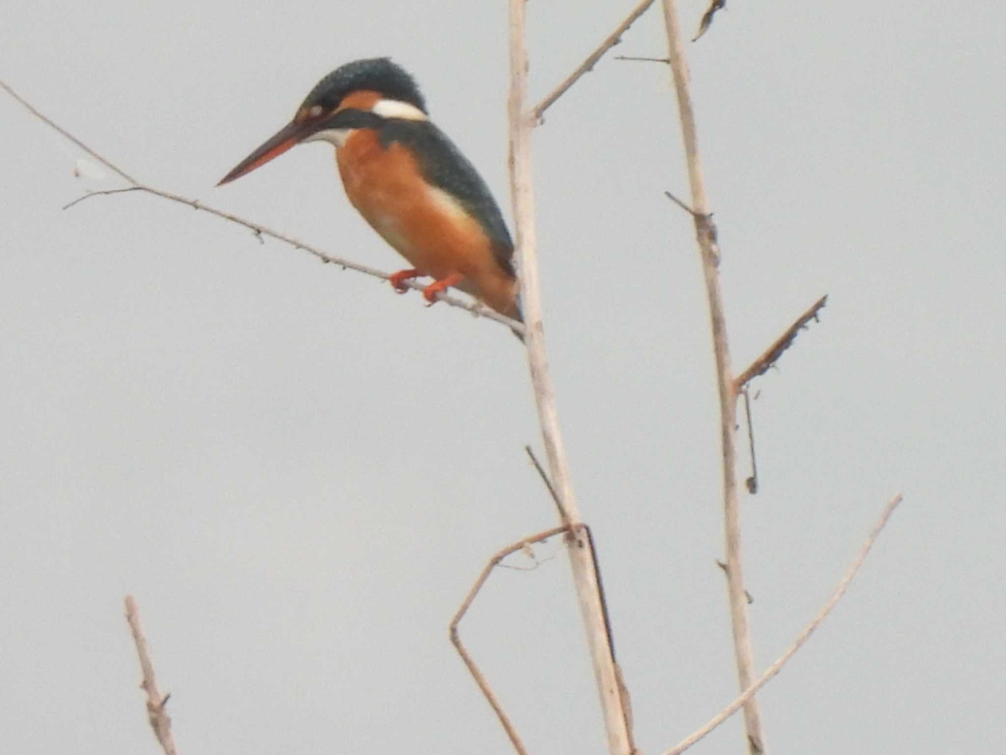 Common Kingfisher