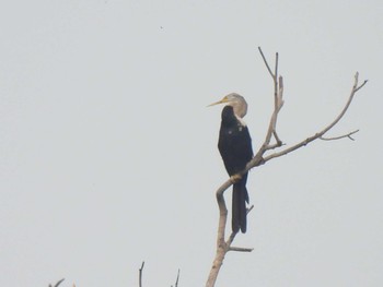 アジアヘビウ Bang Phra Non-Hunting area 2021年4月6日(火)