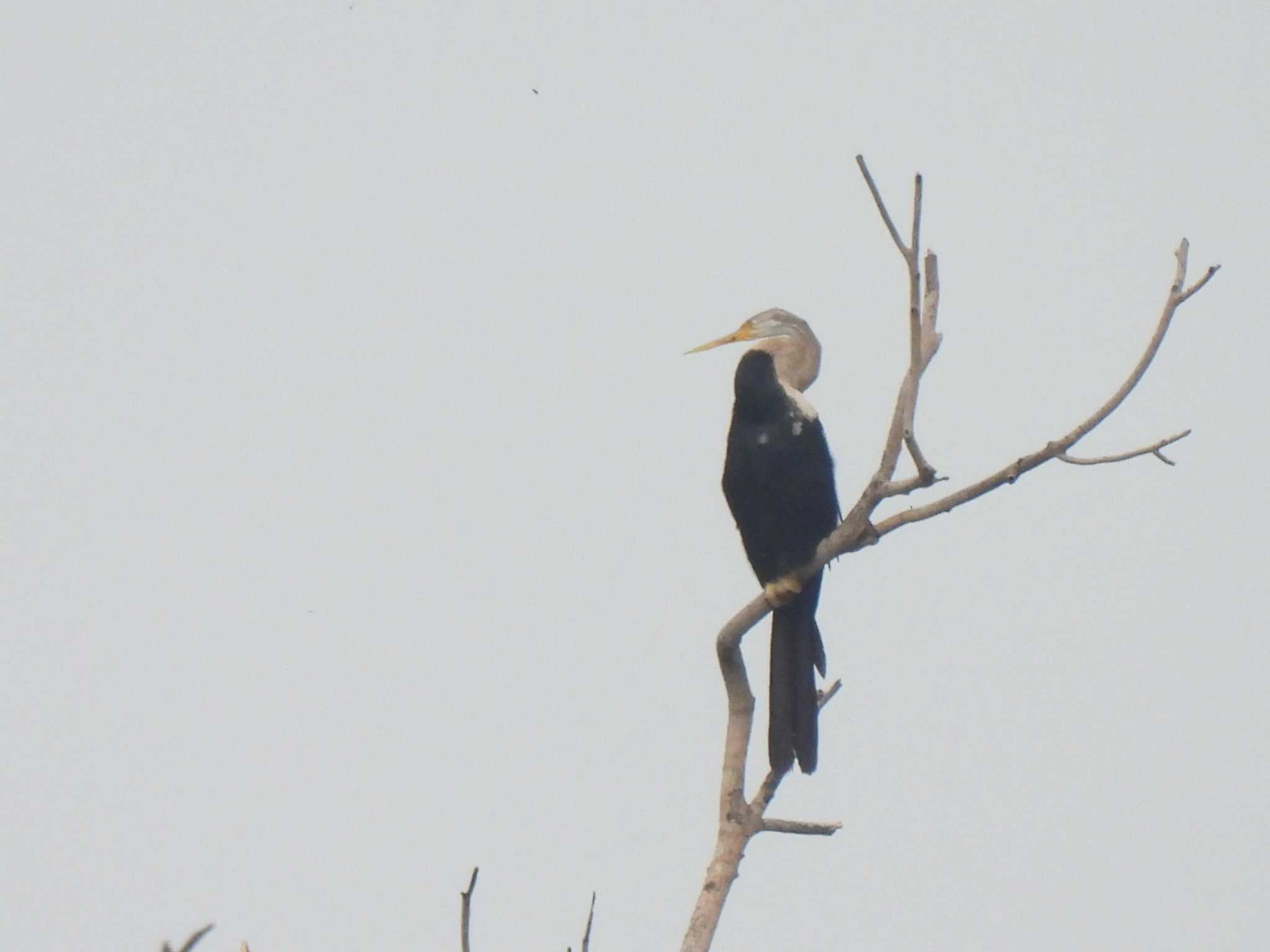 Oriental Darter