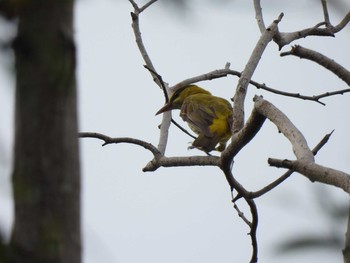 Black-naped Oriole Bang Phra Non-Hunting area Tue, 4/6/2021