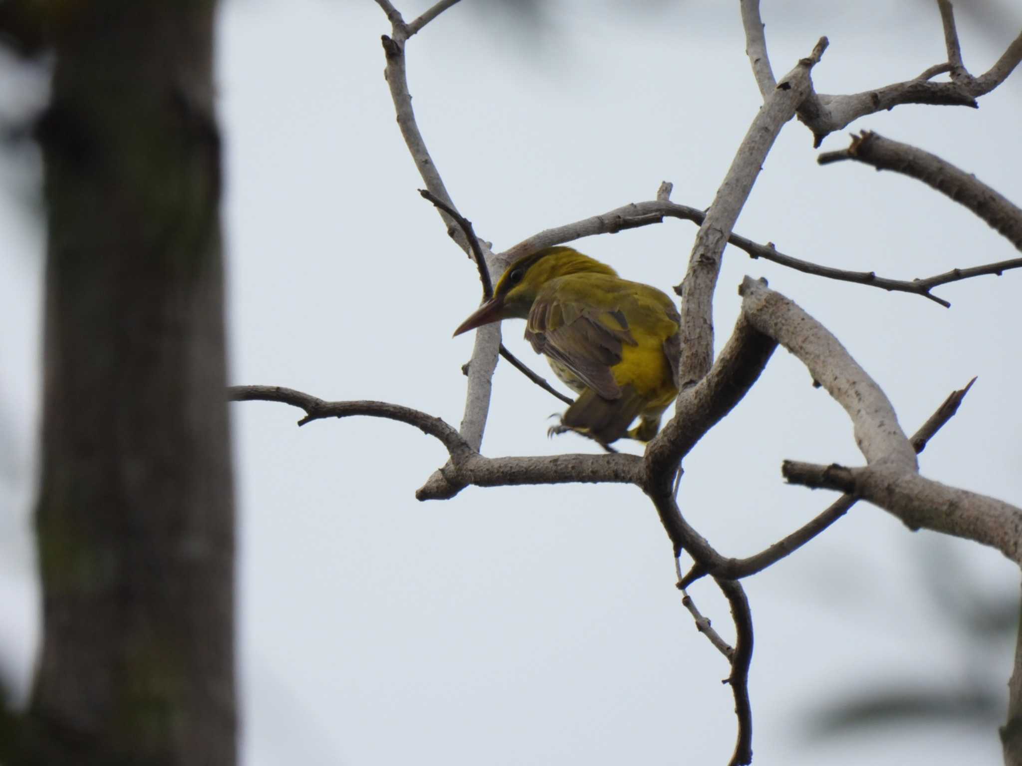 Photo of Black-naped Oriole at Bang Phra Non-Hunting area by span265