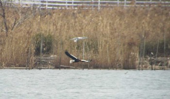 Steller's Sea Eagle 涸沼 Sat, 2/18/2017