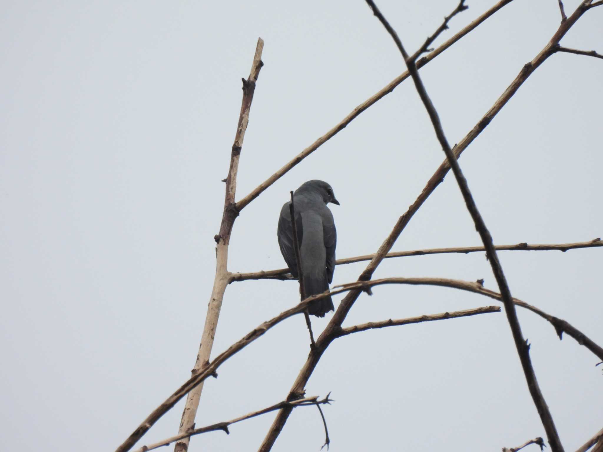 Black-winged Cuckooshrike