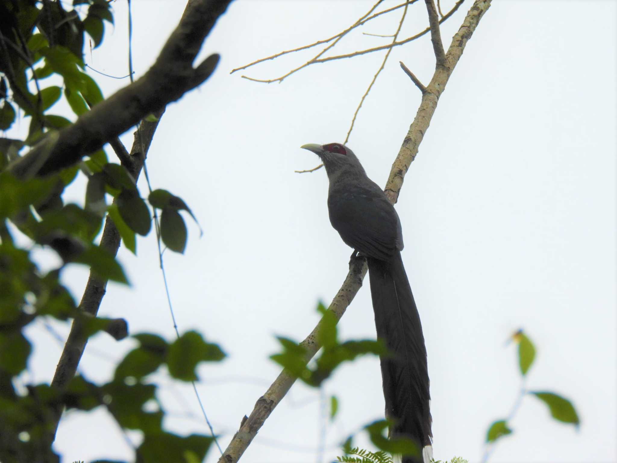 Green-billed Malkoha