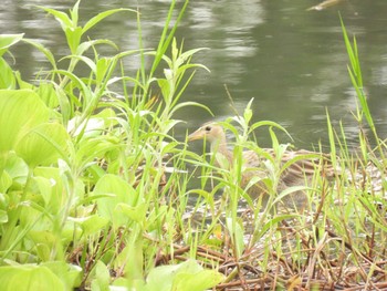 Tue, 4/6/2021 Birding report at Bang Phra Non-Hunting area