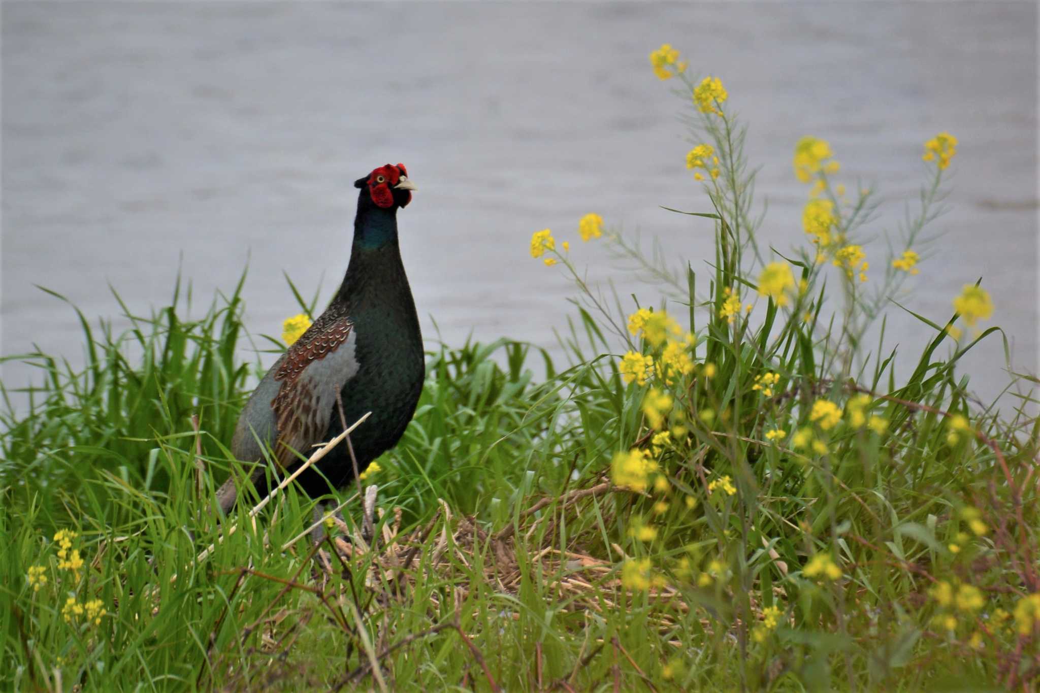 Green Pheasant