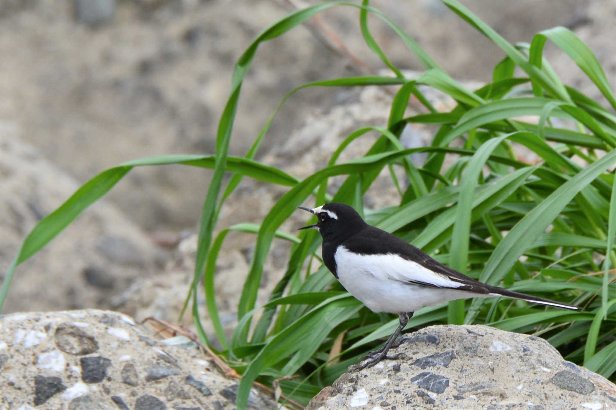 Japanese Wagtail