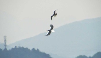 Steller's Sea Eagle 涸沼 Sat, 2/18/2017