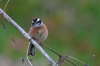 Mon, 4/5/2021 Birding report at 大栗川(多摩川合流地点)