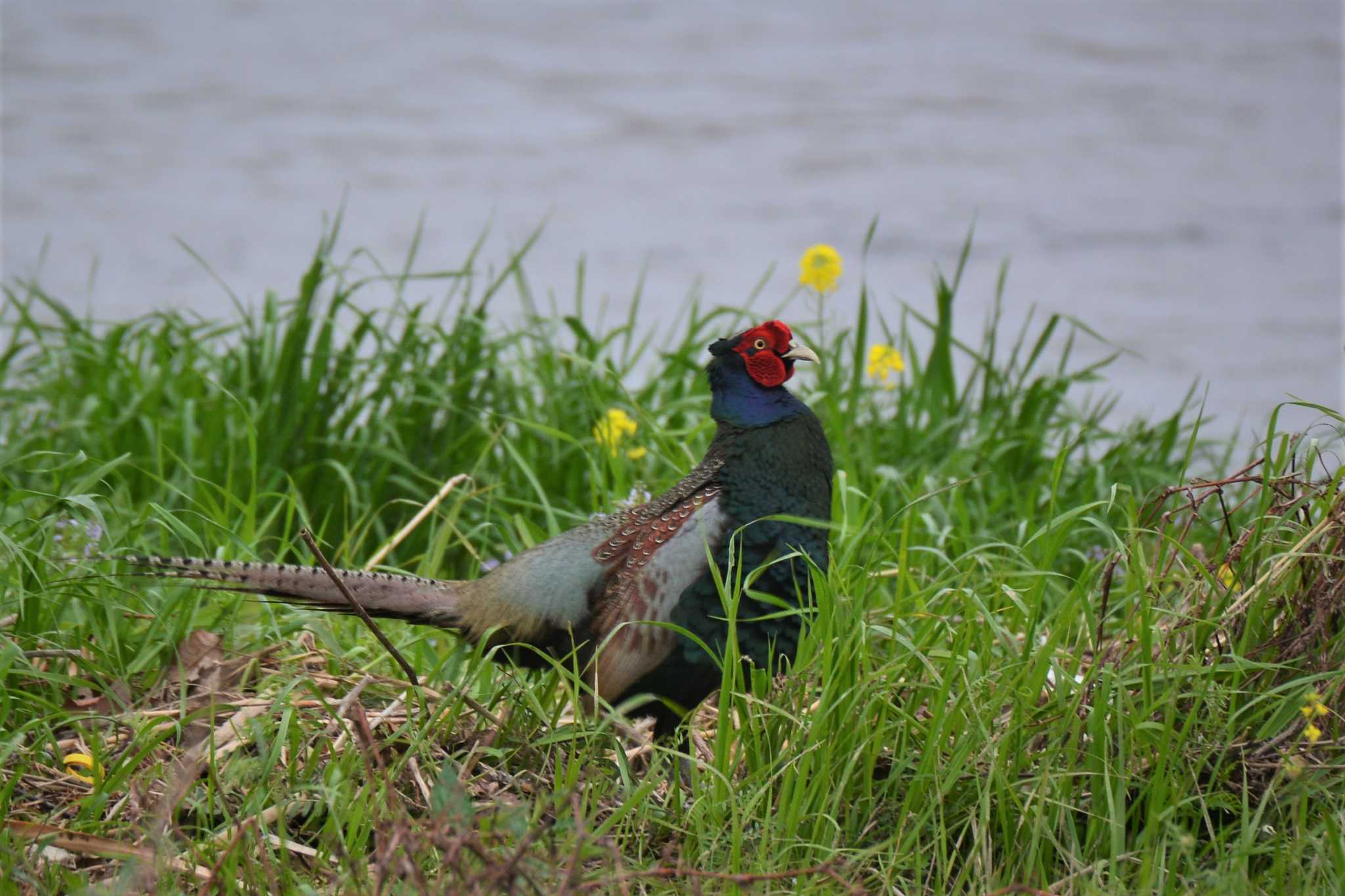 Green Pheasant