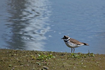 Tue, 4/6/2021 Birding report at 大栗川(多摩川合流地点)