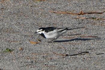 2021年4月7日(水) 東京都北区の野鳥観察記録