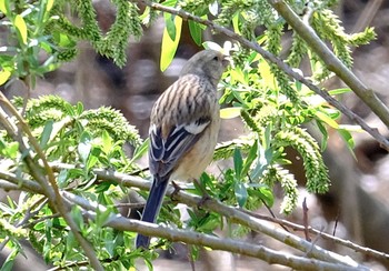 ベニマシコ 守谷野鳥のみち 2021年3月24日(水)