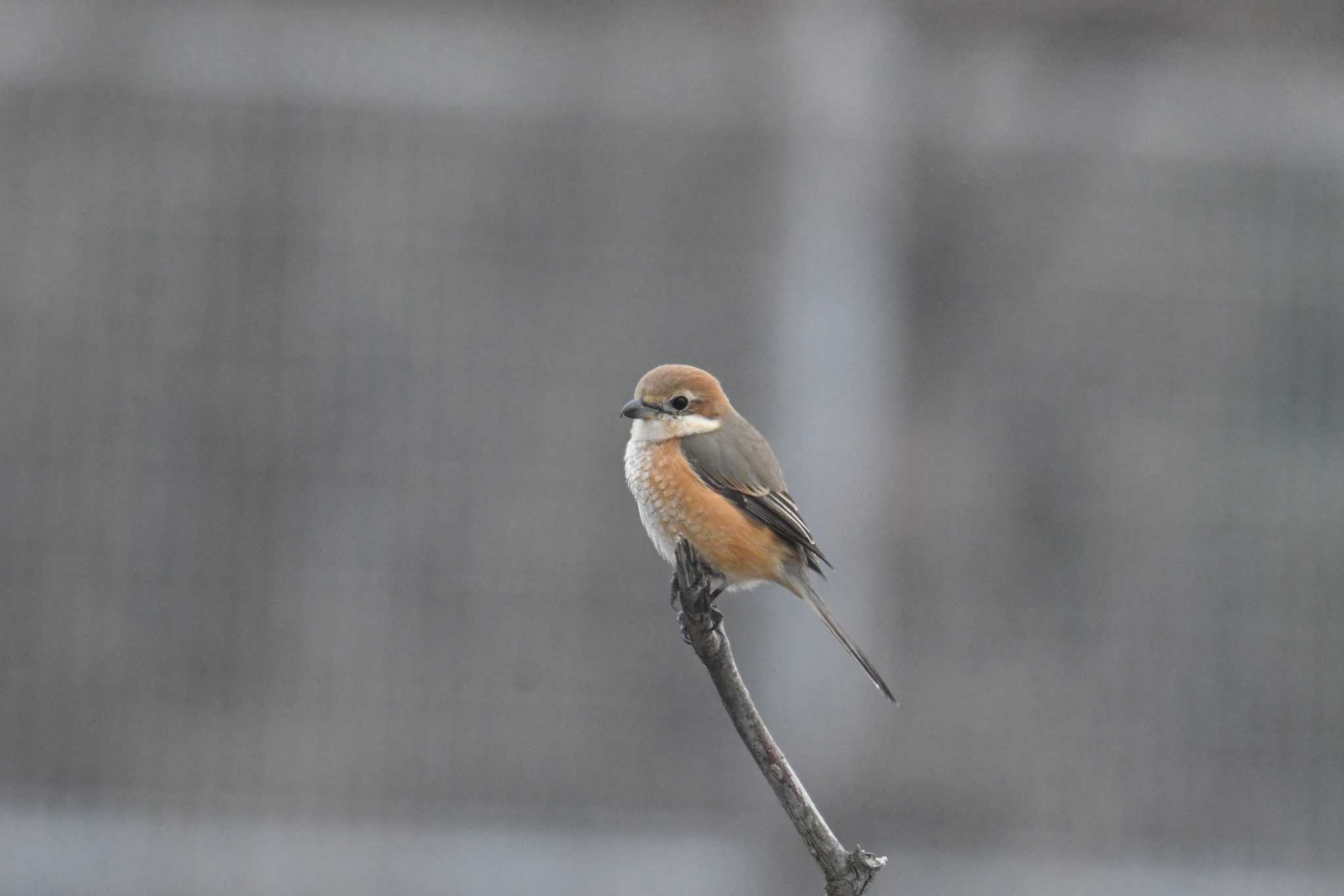 大阪南港野鳥園 モズの写真