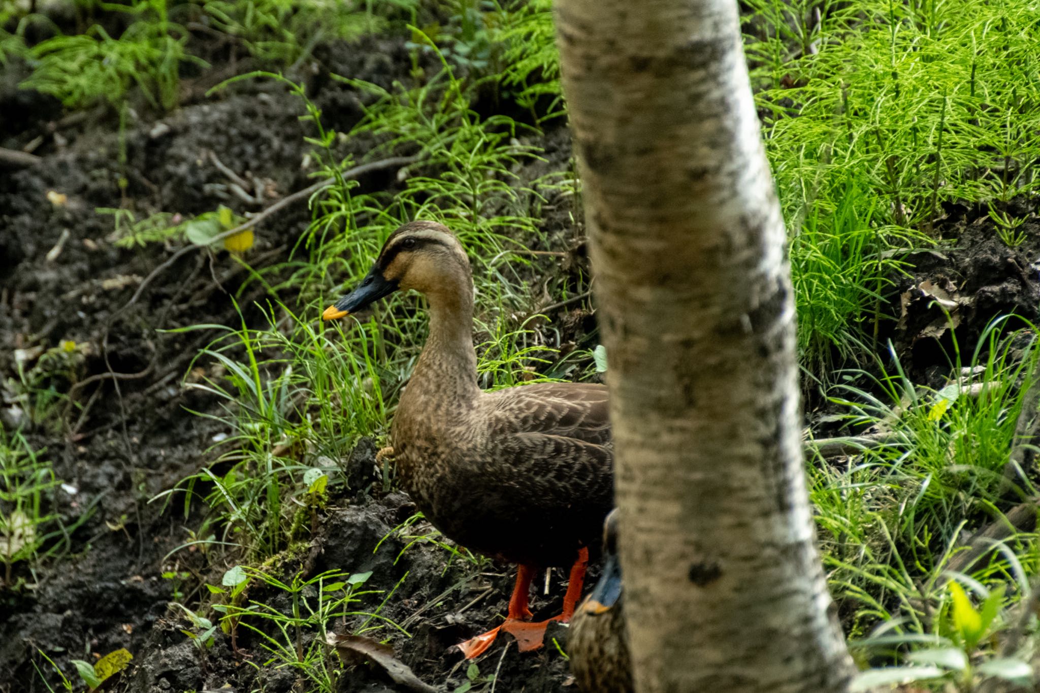 北本自然観察公園 カルガモの写真