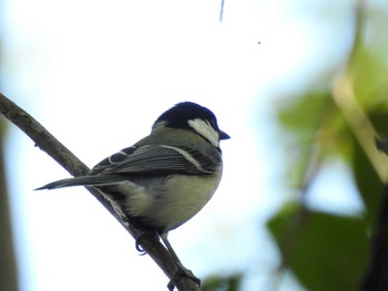 シジュウカラ 行徳野鳥保護区 2021年4月7日(水)