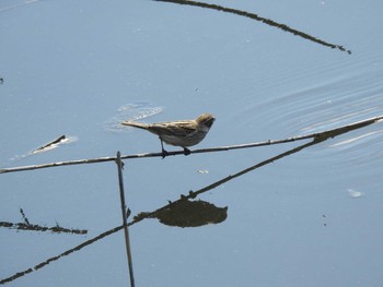 オオジュリン 行徳野鳥保護区 2021年4月7日(水)