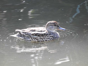 コガモ 行徳野鳥保護区 2021年4月7日(水)