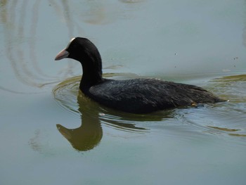 オオバン 行徳野鳥保護区 2021年4月7日(水)