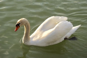 Mute Swan 大阪府岸和田市 蜻蛉池公園 Sat, 2/18/2017