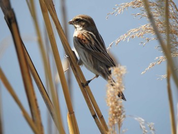 2021年4月7日(水) 葛西臨海公園の野鳥観察記録