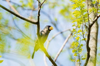 Japanese Grosbeak 山口県下関市 Wed, 4/7/2021