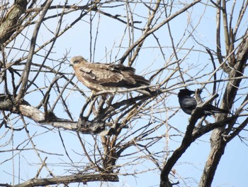 Large-billed Crow 谷中湖 Sat, 2/11/2017