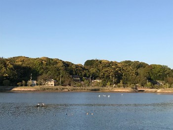 コサギ 内之浦ひがた親水公園 2021年4月7日(水)