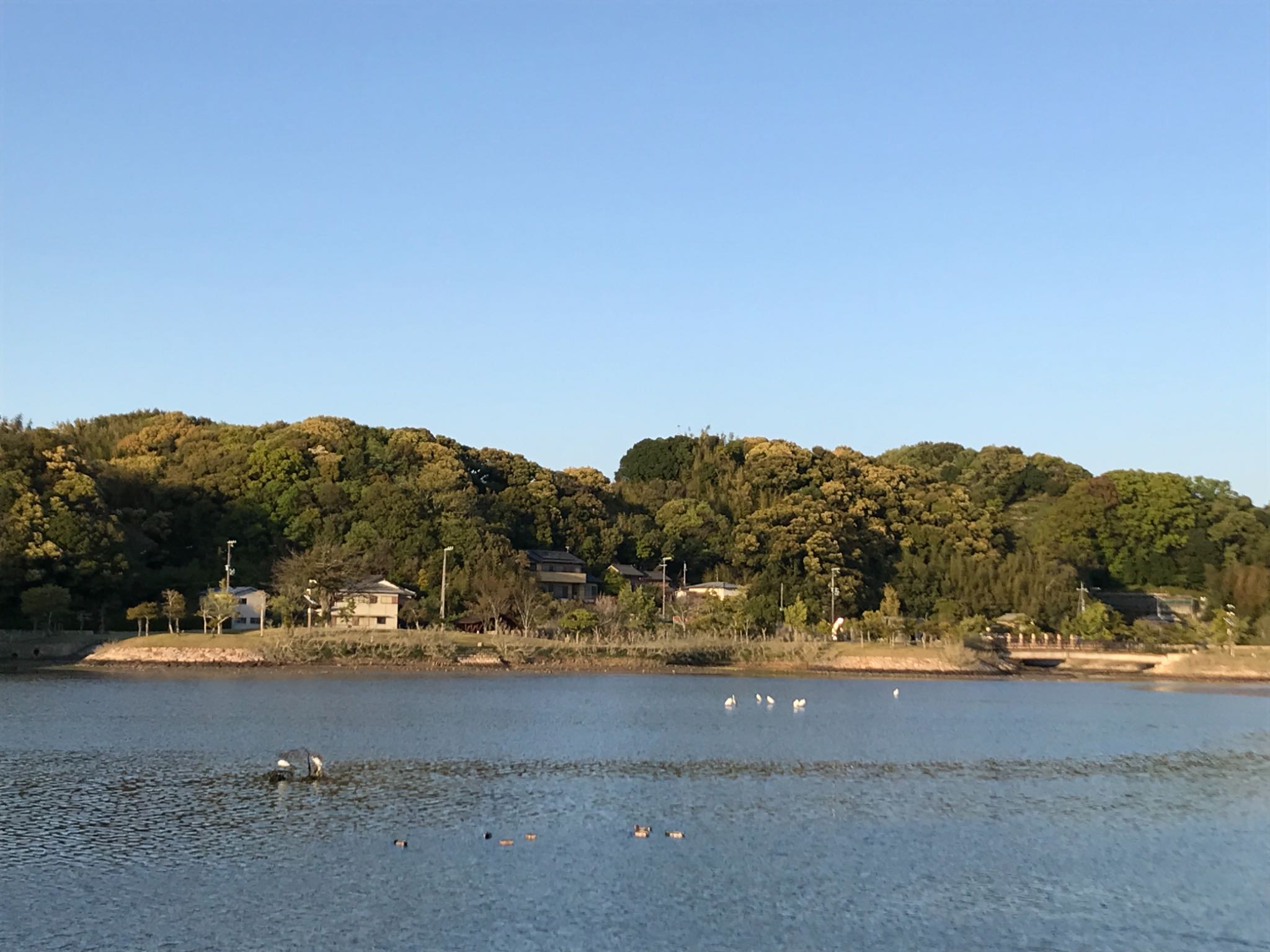 Photo of Little Egret at 内之浦ひがた親水公園 by kitaD