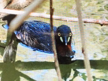 2021年4月7日(水) ひき岩群国民休養地の野鳥観察記録