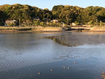 ヒドリガモ 内之浦ひがた親水公園 2021年4月7日(水)