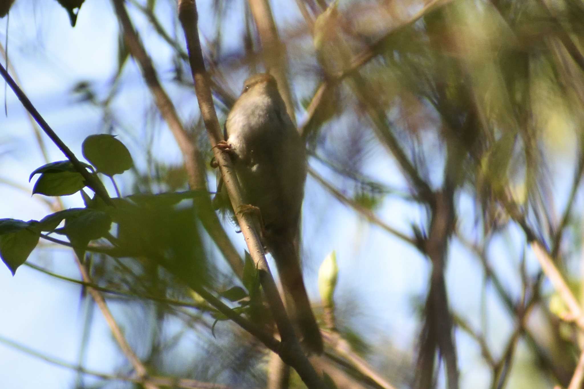 かさはら潮見の森 ウグイスの写真 by よつくん