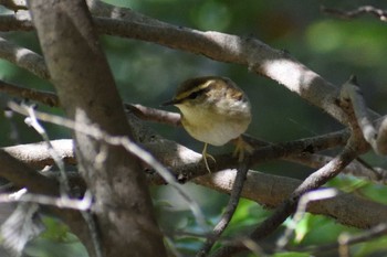 2021年4月7日(水) かさはら潮見の森の野鳥観察記録