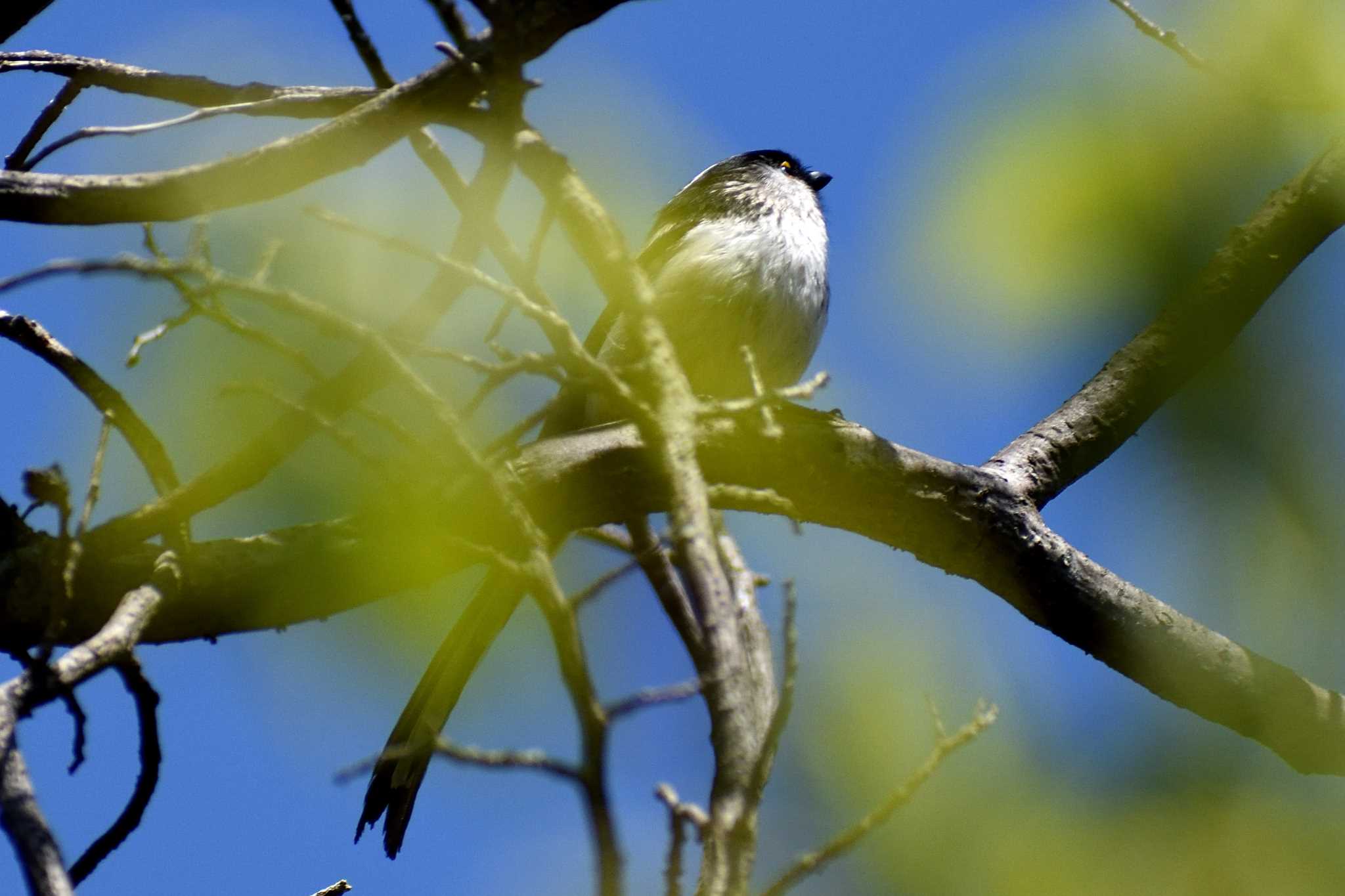 かさはら潮見の森 エナガの写真 by よつくん