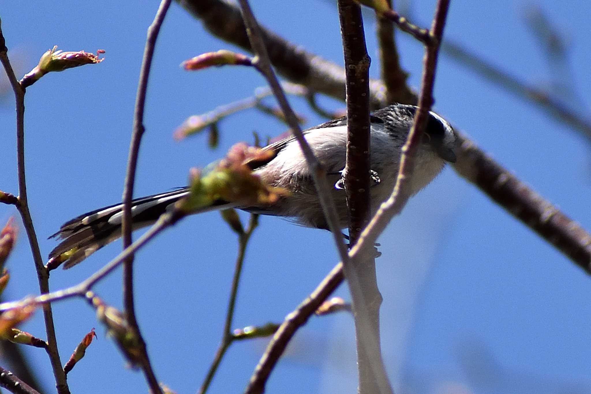 かさはら潮見の森 エナガの写真