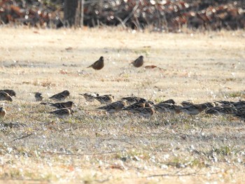 アトリ 谷中湖 2017年2月11日(土)