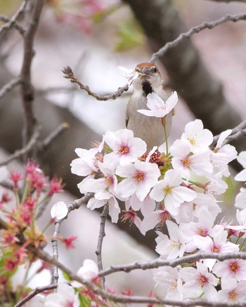 ニュウナイスズメ 鴻巣市 2021年4月4日(日)