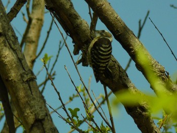 2021年3月26日(金) 浮島ケ自然公園原の野鳥観察記録