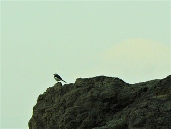 2021年3月27日(土) 江の島の野鳥観察記録