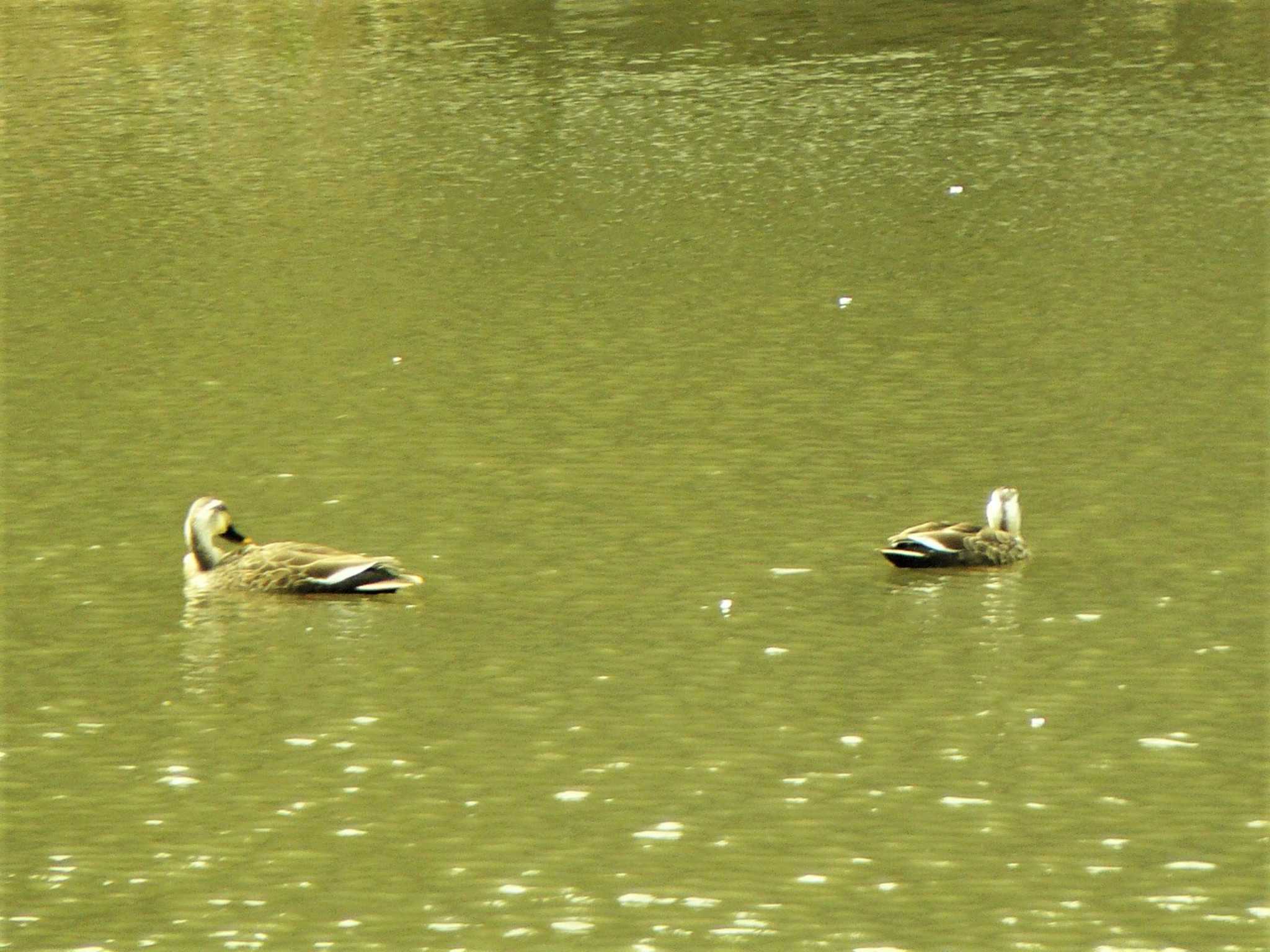  四季の森公園 カルガモの写真 by koshi