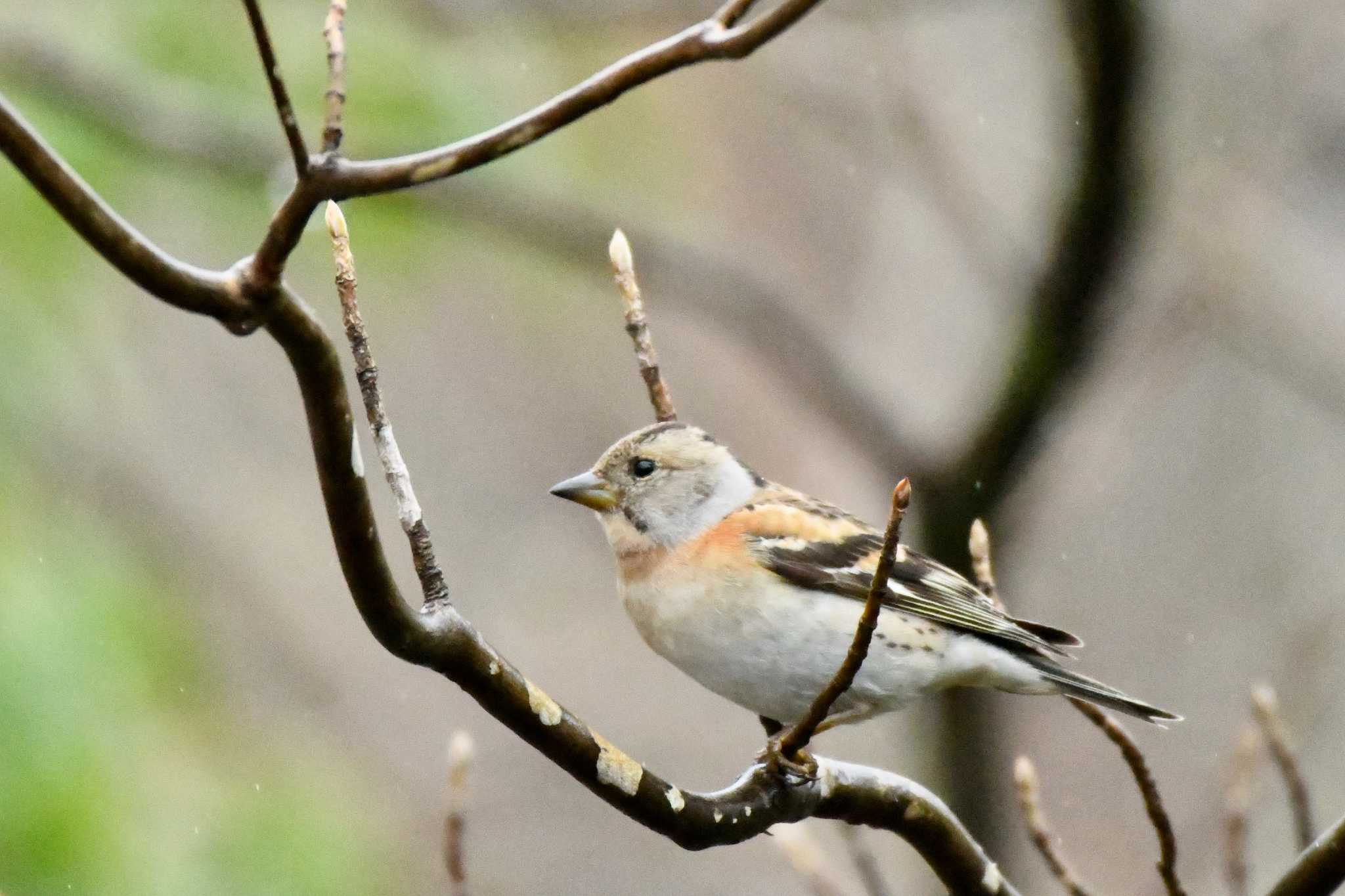 Brambling