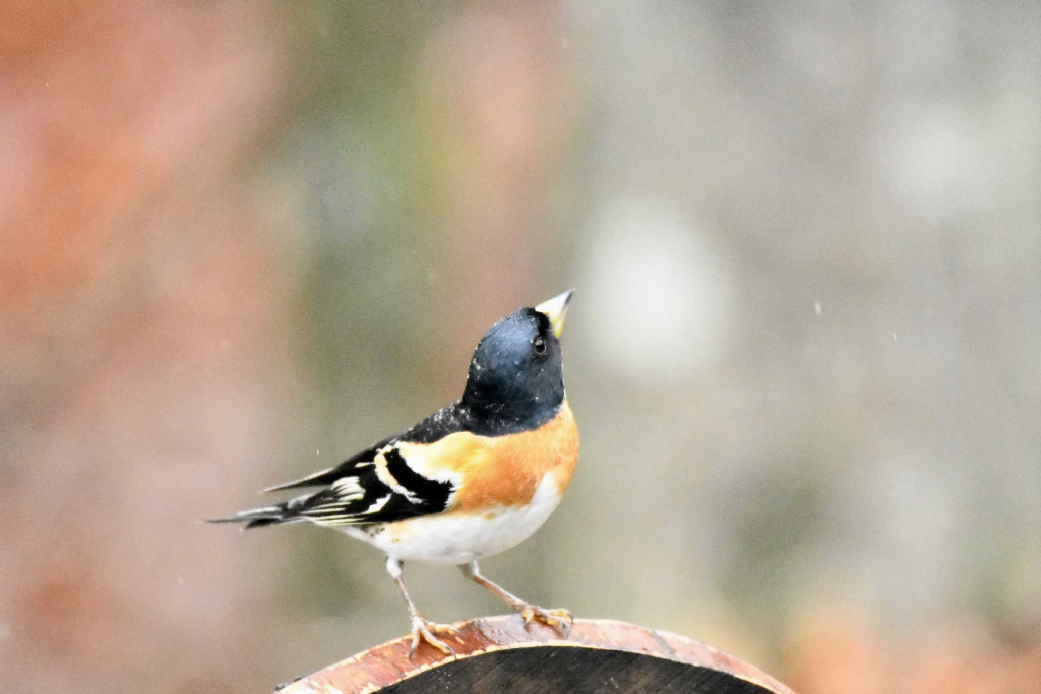 Brambling