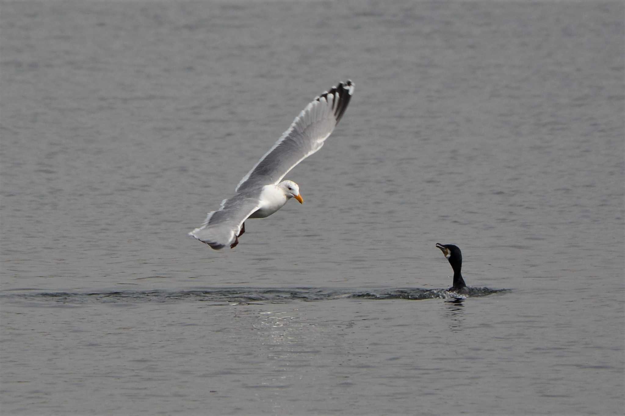 Vega Gull