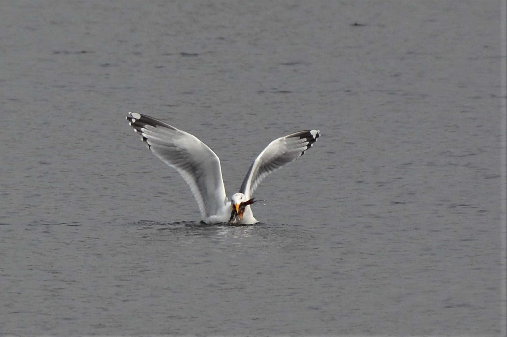 Vega Gull