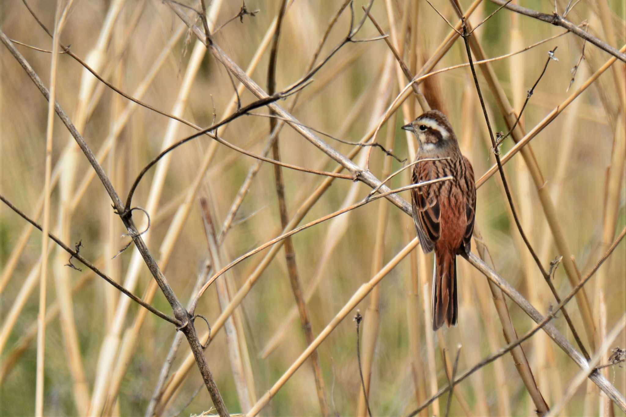 Meadow Bunting