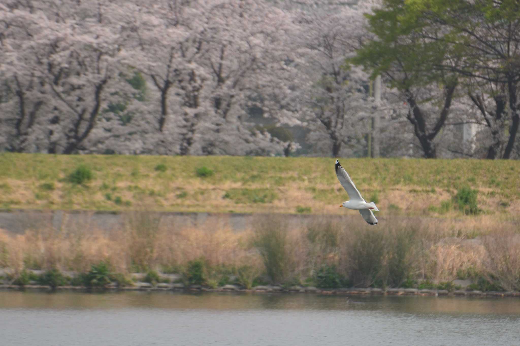 多摩川二ヶ領上河原堰 セグロカモメの写真 by geto