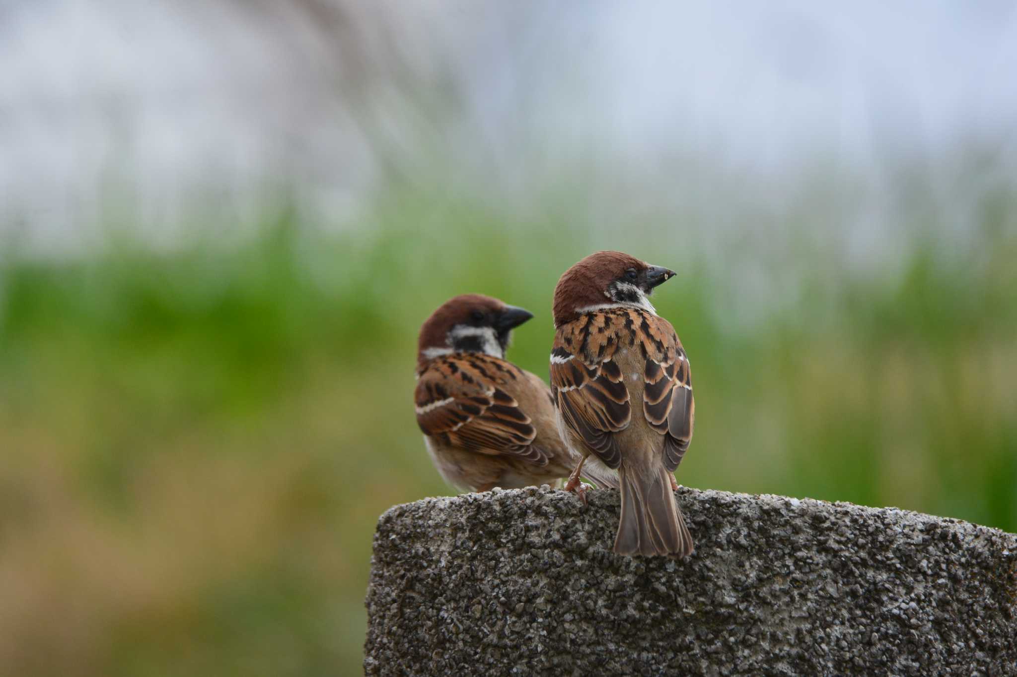 Eurasian Tree Sparrow